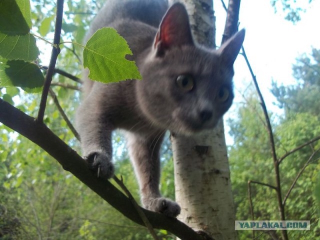 Жизнь домашнего приюта для котеек 62