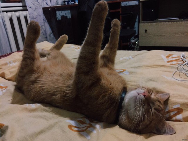 Известные котомемы.
