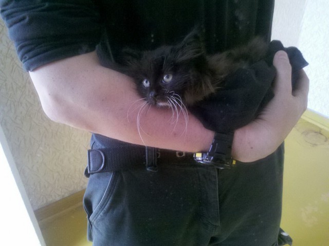 Приблудилось чудо