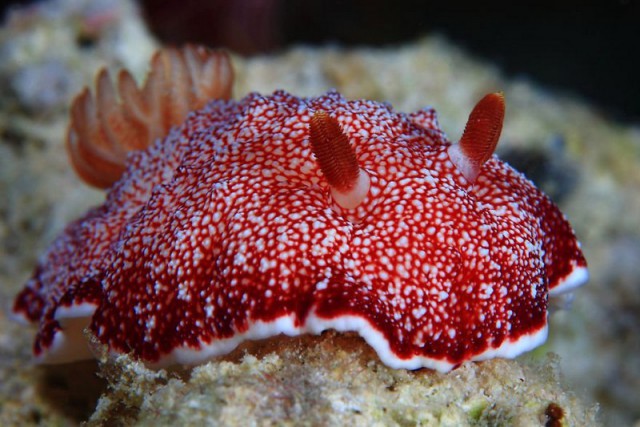 Потрясающая красота морских моллюсков