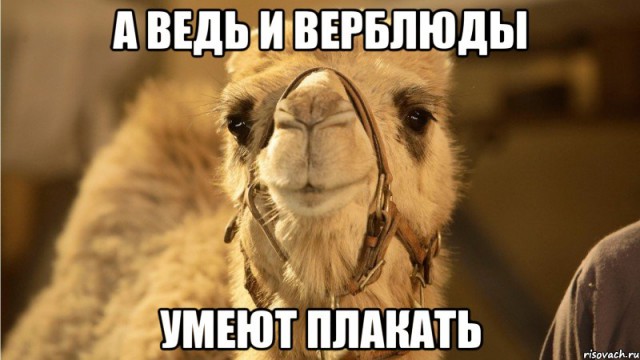 Они просто купали верблюда