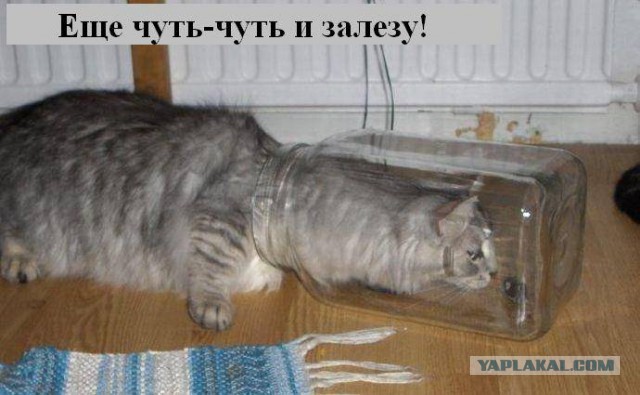 Котовторник
