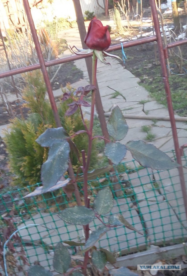 Вот такая нынче зима