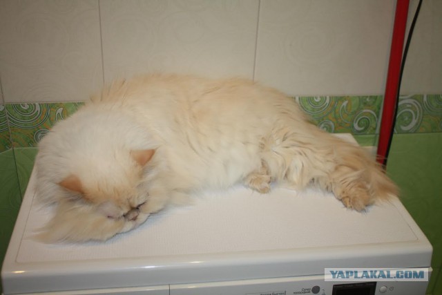 Котооо-о-о-вторник