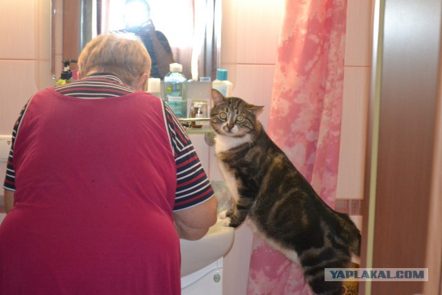 Новогодний котовторник,05.01.16.