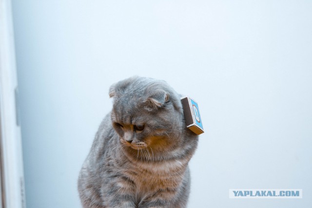 Наш Котяра