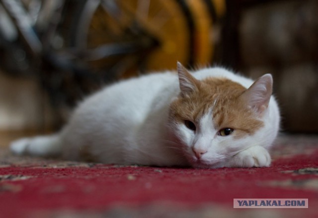 Котовторник 19.01.2016