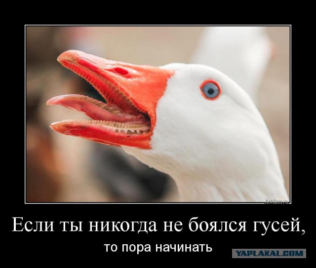 Демотиваторы на субботу