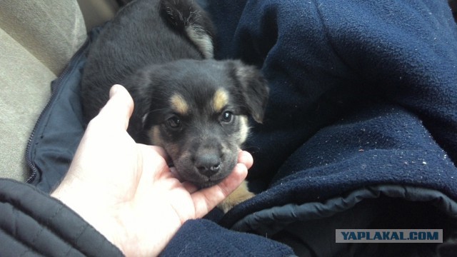 Радости полные штаны