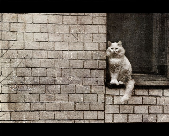 Коты, кошки, котята