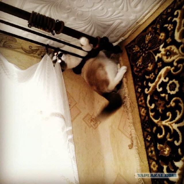 Котовторник - начало