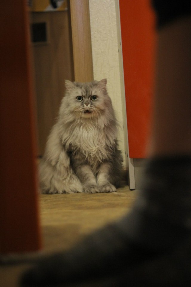 КотоВторник 26.04.2016
