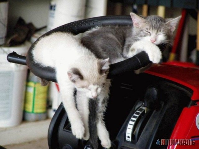 Котомет на вторник!