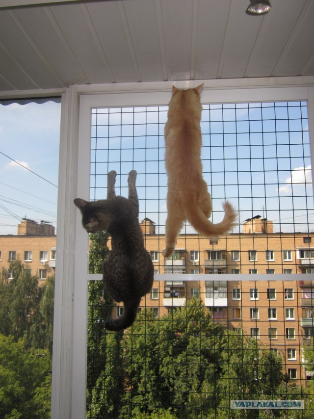 Утро котовторника