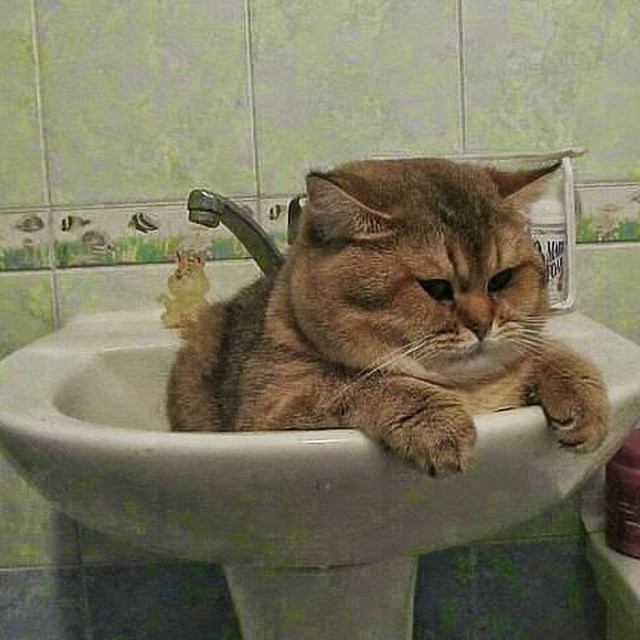 Коты из сети