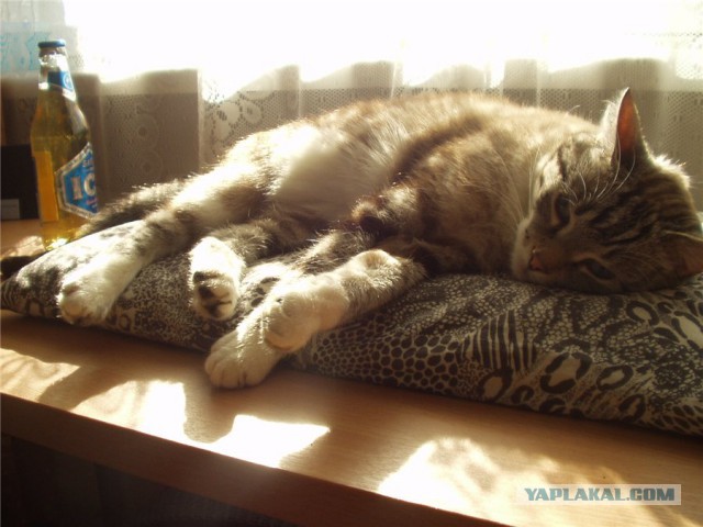 Крошечный котенок, найденный на улице, оказывается не тем, кем казался