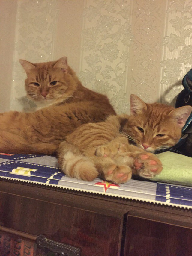 Коты из сети