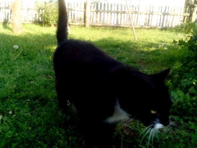 Котовторник 14.03.2017