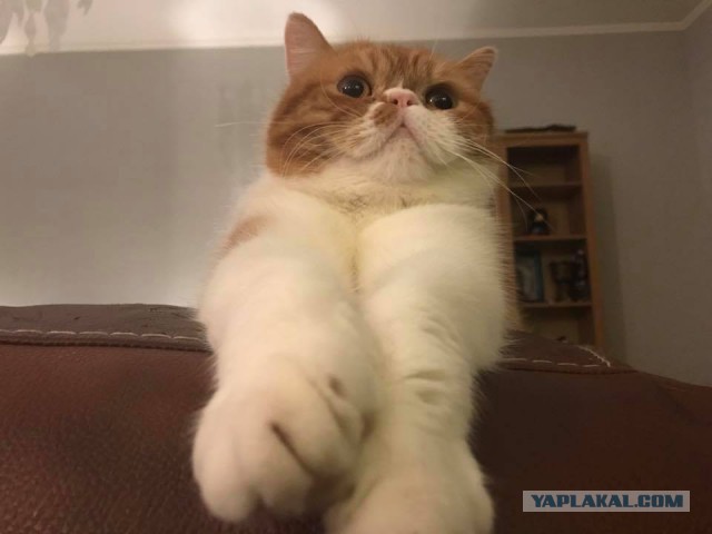 Котовторник 18.04.2017