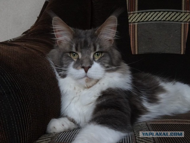 Котовторник 28.11.2017