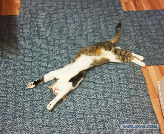 Фотобомбы котов