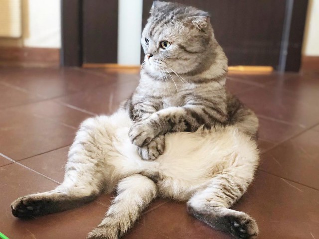 Прикольных котов пост
