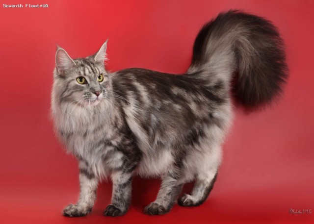 Котовторник, 19 октября