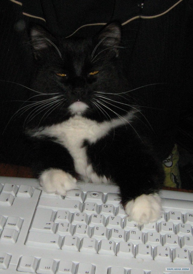 Как же можно про котовторник забыть?!