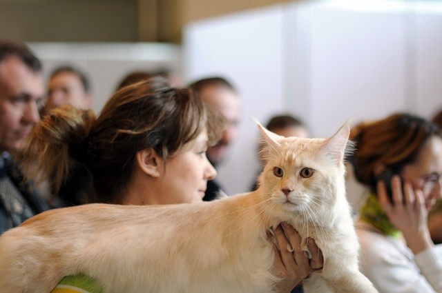 Коты, кошки и котята