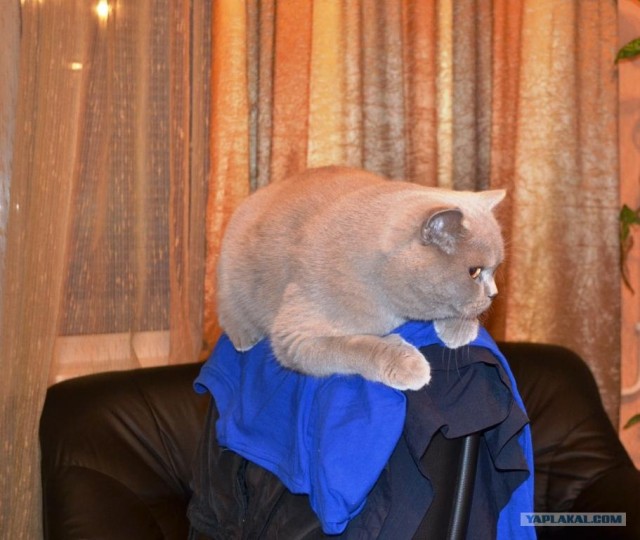 Котовторник с Максом