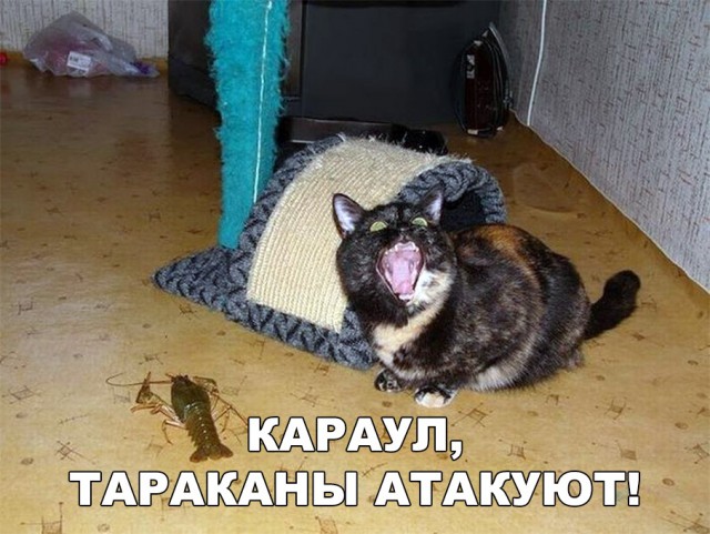 Нестандартный юмор