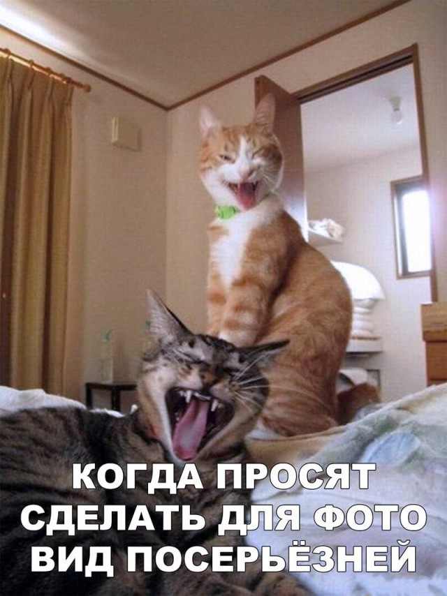 Бросай политоту, картинок завезли!