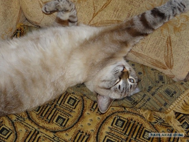 Котовторник (24. 01. 2012 )