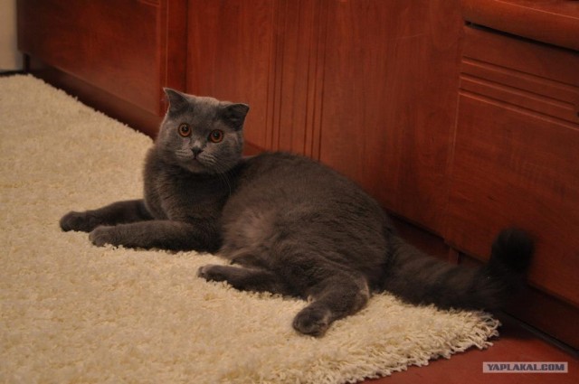 Котовторник (14.02.2012)