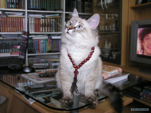 Котовторник 22.05.2012
