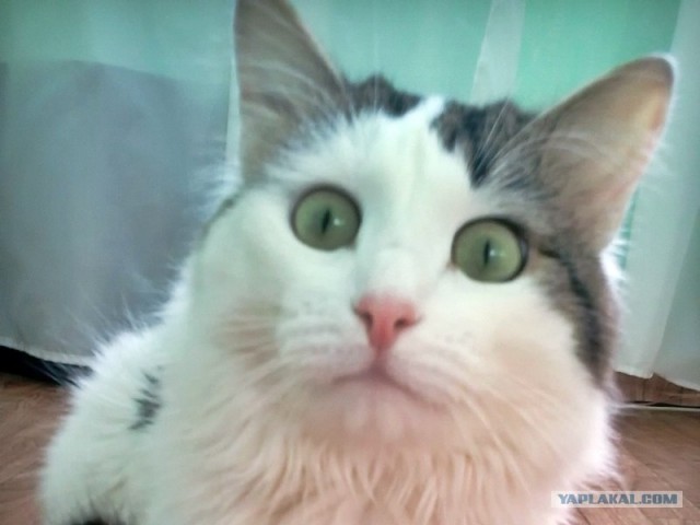 Котовторник 07.08.2012