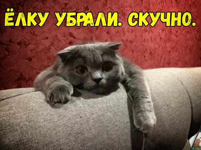 Забавные фото котеек