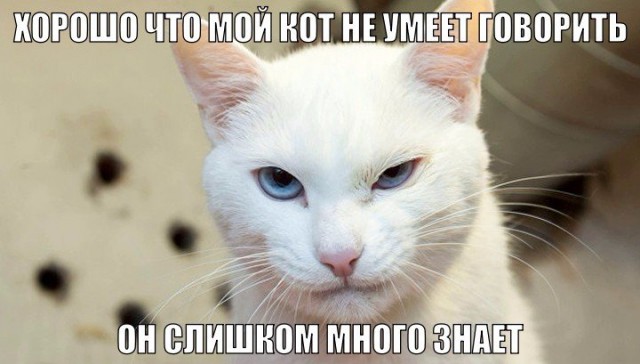 Забавные фото котеек