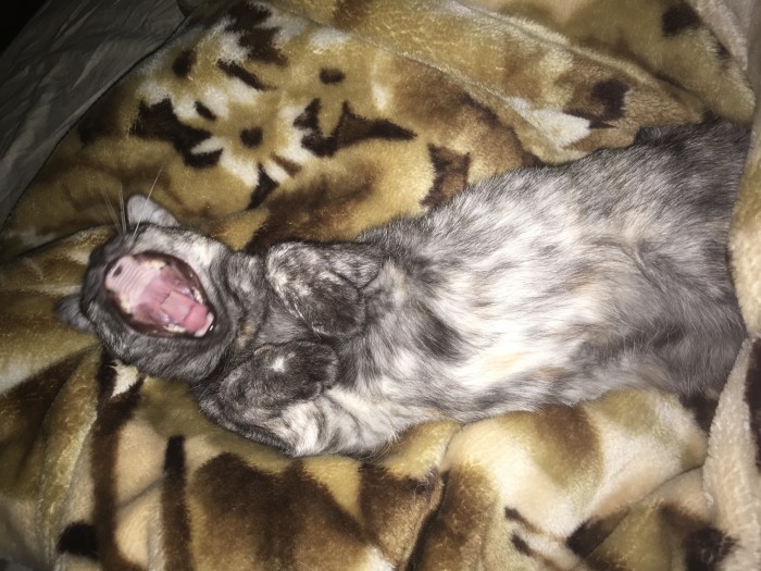 Глубокий сон кота, который чувствует себя в полной безопасности