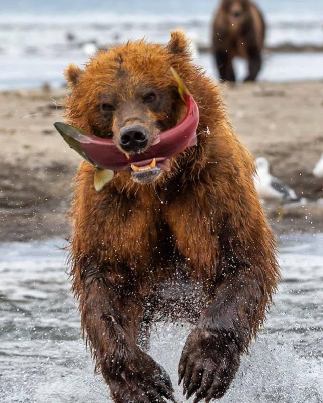 Живность из сети