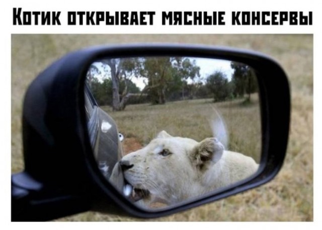 Картинки с претензией на юмор