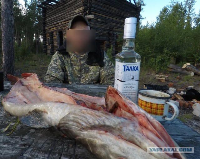 Ловля окуня на сало