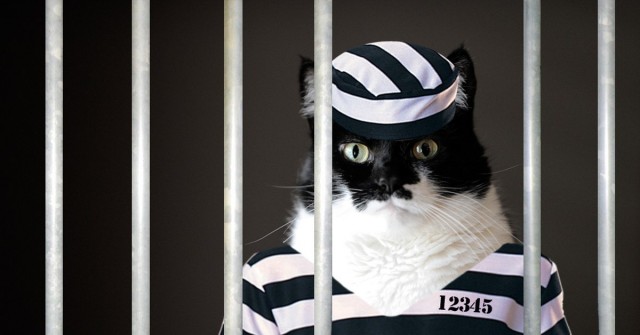 Приют для животных в США посадил кота в «одиночную камеру», потому что тот постоянно выпускал других кошек на волю