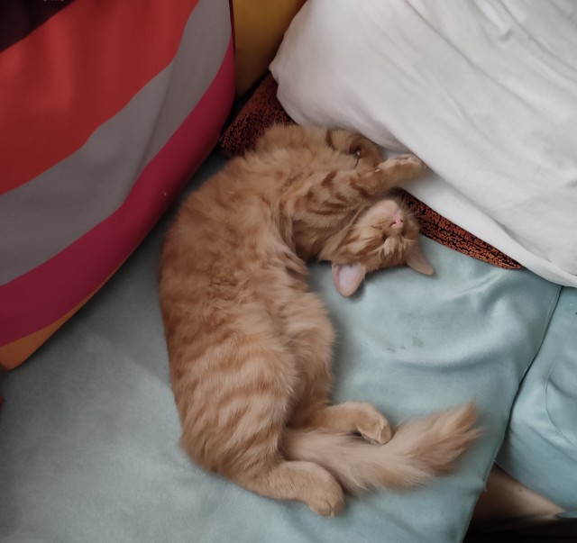 Коты, которые нас порадовали!