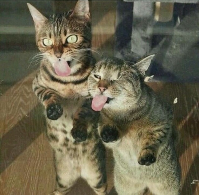Зверушки