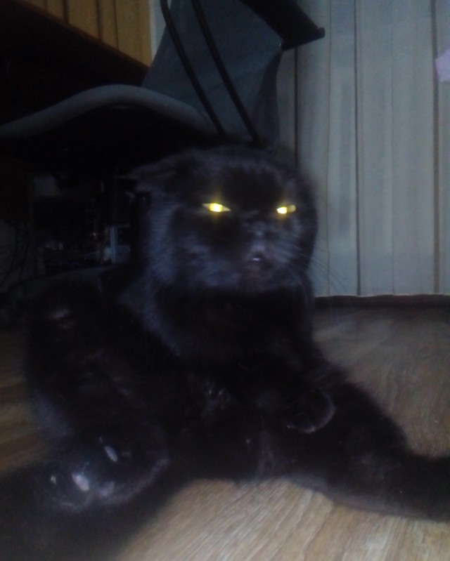 Black cats matter