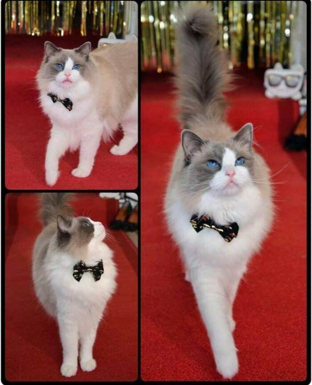 К - Котогеничность