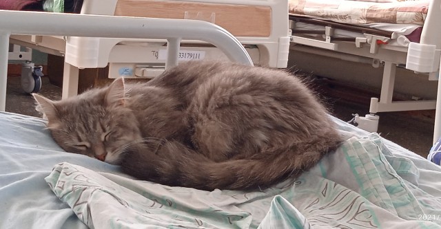 Котовторник же!