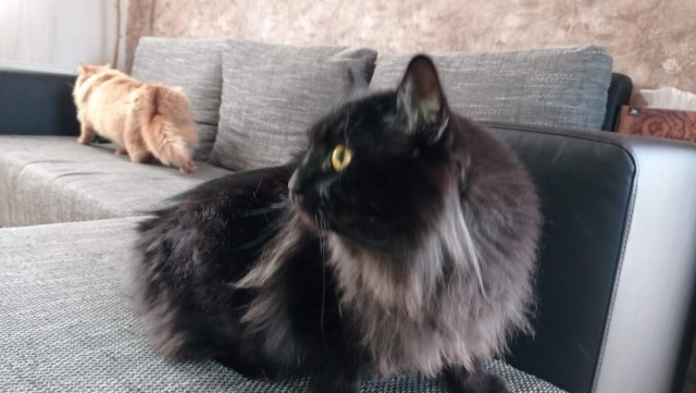 Вопрос с котом