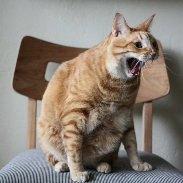 Разные котики